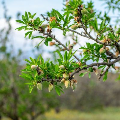 Pistachier femelle Vera Sirora - Leaderplant