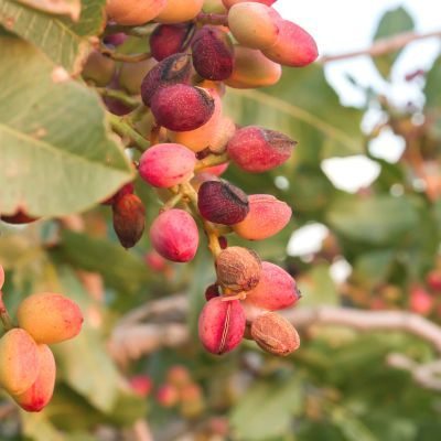 Pistachier femelle Vera Sirora - Leaderplant