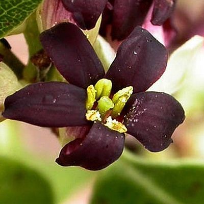 Pittosporum vert à petites feuilles - Leaderplant