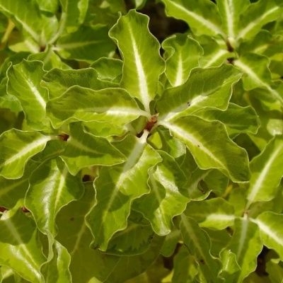 Pittosporum Abbotsbury Gold - Leaderplant