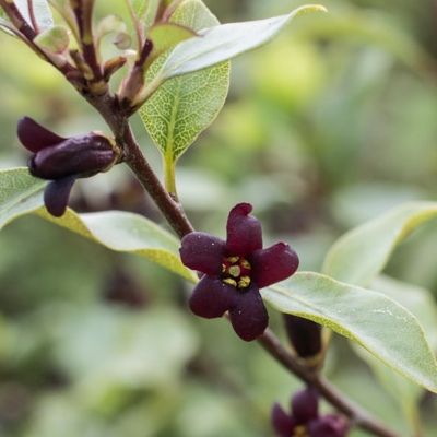 Pittosporum Abbotsbury Gold - Leaderplant