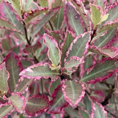 Pittosporum à petites feuilles Elisabeth - Leaderplant