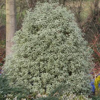 Pittosporum à petites feuilles Elisabeth - Leaderplant