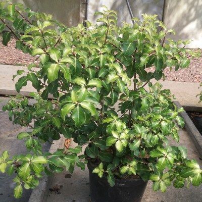 Pittosporum à petites feuilles Gold Star - Leaderplant