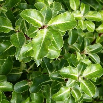 Pittosporum à petites feuilles Gold Star - Leaderplant