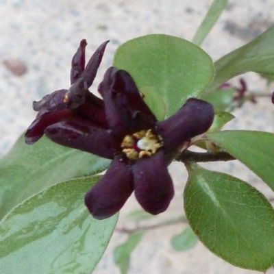 Pittospore à petites feuilles Green Elf  - Leaderplant