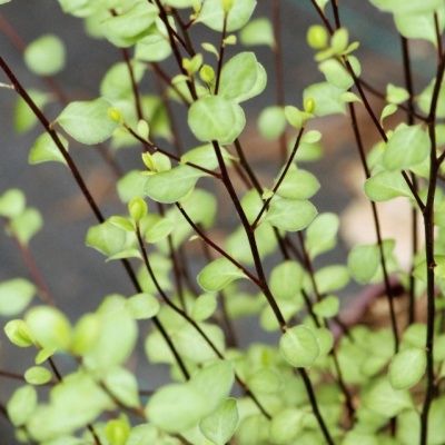 Pittospore à petites feuilles Green Elf  - Leaderplant