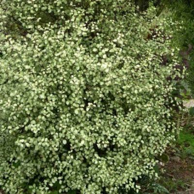 Pittospore à petites feuilles Green Elf  - Leaderplant