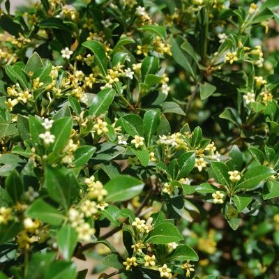 Pittosporum heterophyllum/ Oranger de Chine - Leaderplant
