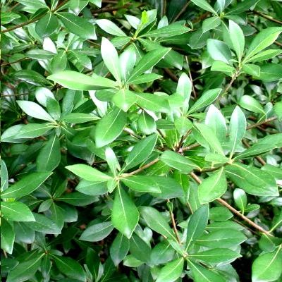 Pittosporum heterophyllum/ Oranger de Chine - Leaderplant