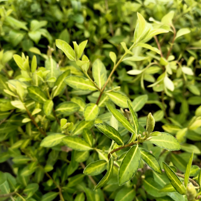 Pittosporum heterophyllum Limelight - Oranger de Chine - Leaderplant