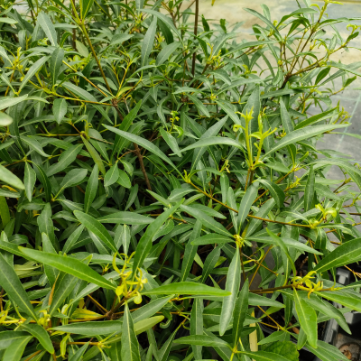 Pittosporum heterophyllum Quissac - Oranger de Chine - Leaderplant