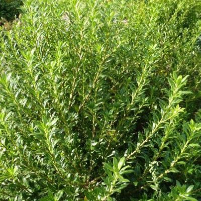 Pittosporum heterophyllum/ Oranger de Chine - Leaderplant