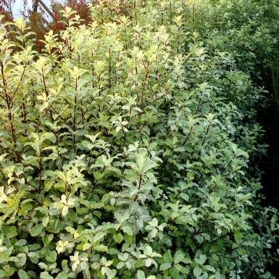 Pittosporum Irène Patterson - Leaderplant