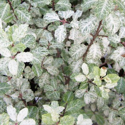 Pittosporum Irène Patterson - Leaderplant