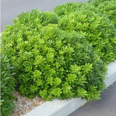 Pittosporum nain du Japon - Leaderplant