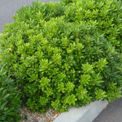 Pittosporum nain du Japon - Leaderplant