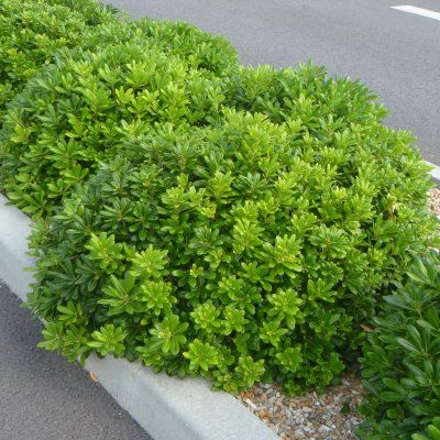 Pittosporum nain du Japon - Leaderplant