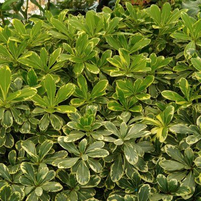 Pittosporum nain du Mont Ventoux - Leaderplant