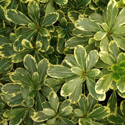 Pittosporum nain du Mont Ventoux - Leaderplant