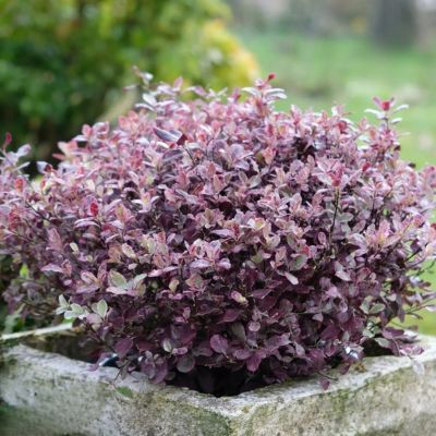 Pittosporum Banno Bay ®  - Leaderplant