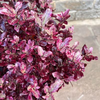 Pittosporum Banno Bay ®  - Leaderplant