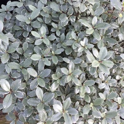 Pittosporum Silver Ball ®  - Leaderplant