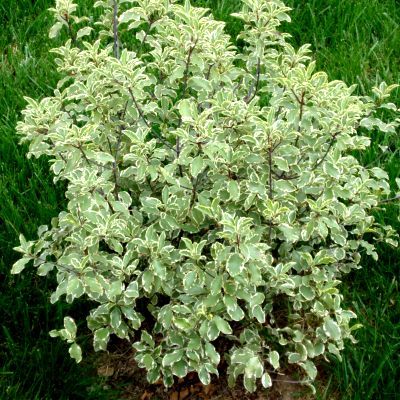 Pittosporum panaché Variegatum - Leaderplant