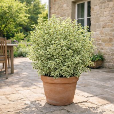 Pittosporum panaché Variegatum - Leaderplant