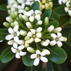 Pittosporum du Japon - Leaderplant