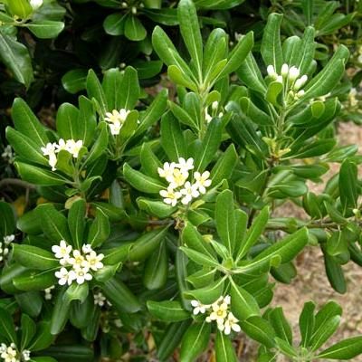 KIT Brise-vue Balcon Pittosporum du Japon - Leaderplant