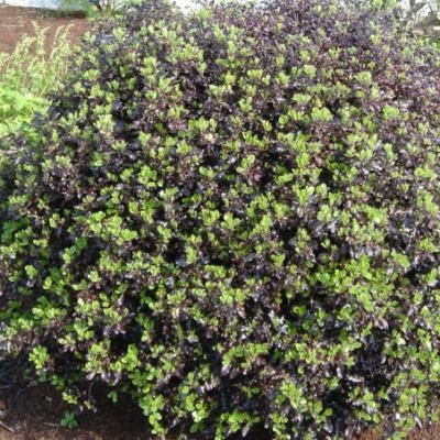 Pittosporum nain pourpre Tom Thumb - Leaderplant