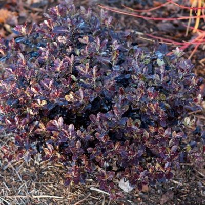 Pittosporum nain pourpre Tom Thumb - Leaderplant
