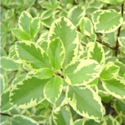 Pittosporum panaché Variegatum - Leaderplant
