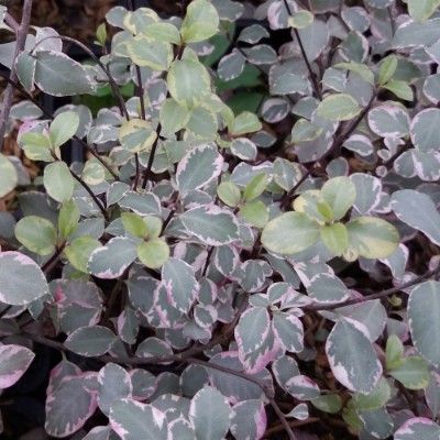 Pittosporum à petites feuilles Victoria - Leaderplant