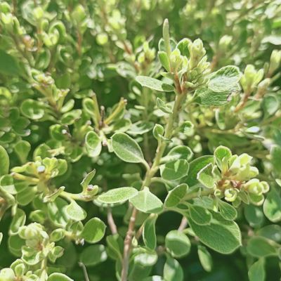 Pittosporum Green Globe - Leaderplant