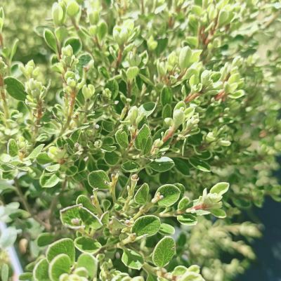 Pittosporum Green Globe - Leaderplant