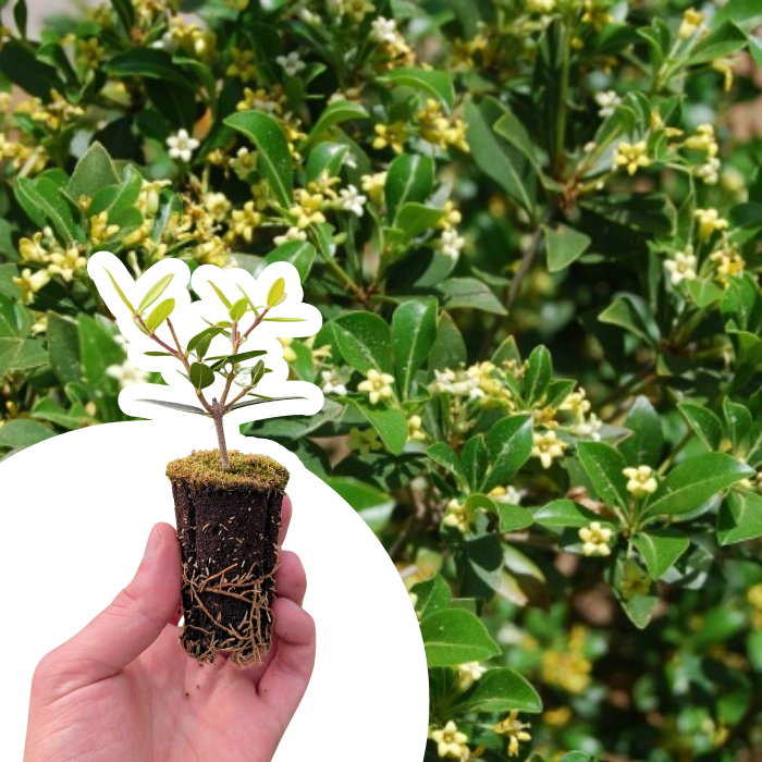 Pittosporum heterophyllum/ Oranger de Chine en mini-motte - Leaderplant