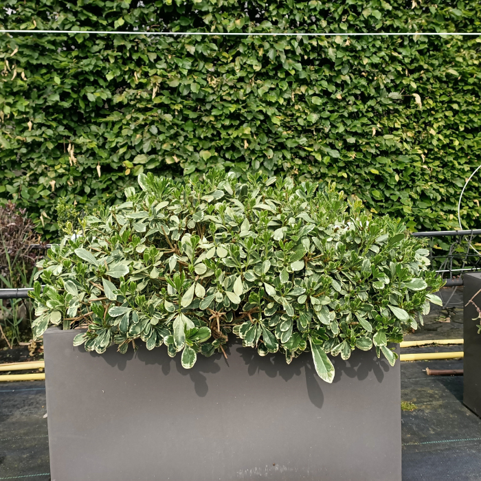 KIT Brise-vue Balcon Pittosporum du Japon - Leaderplant