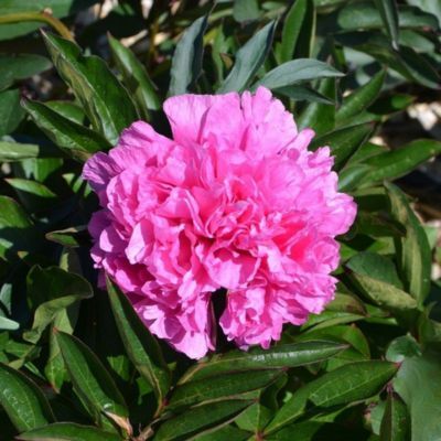 Pivoine Amabilis (1 bulbe) - Leaderplant