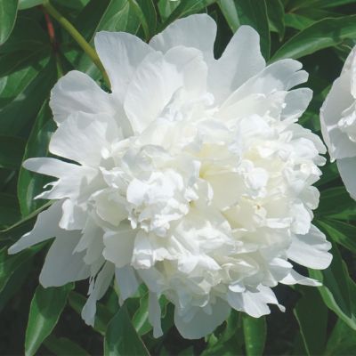 Pivoine Duchesse de Nemours (1 bulbe) - Leaderplant