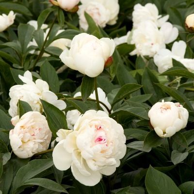 Pivoine double blanche 'Festiva Maxima' - Vente en ligne de plants de Pivoine  double blanche 'Festiva Maxima' pas cher | Leaderplant