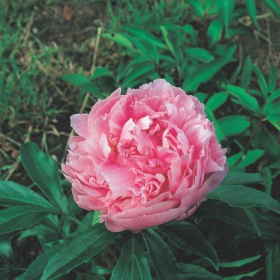 Pivoine Sarah Bernhardt (1 bulbe) - Leaderplant