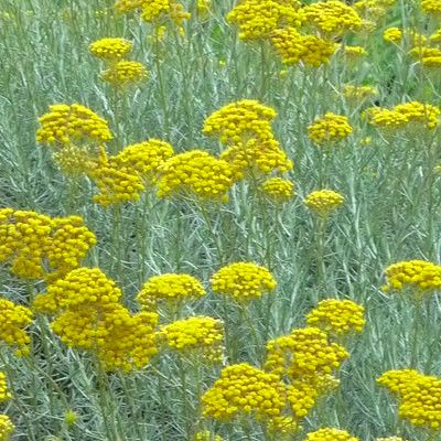 Immortelle de Corse / Plante à Curry / Immortelle d'Italie - Leaderplant