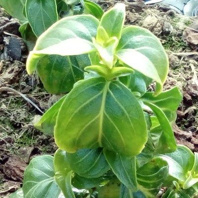 Plante Champignon - Rungia - Leaderplant