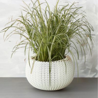 Chlorophytum 'Starlight' ® - Plante Araignée - Leaderplant