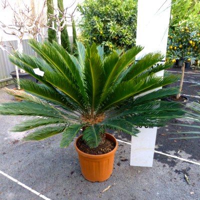 https://www.leaderplant.com/media/catalog/product/cache/8ce0a3275a7b8e021be284be044878af/p/l/plante-prestige-cycas_1.jpg