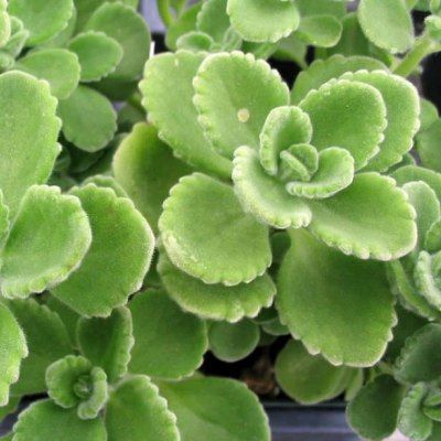 Thym indien, Thym de Jamaique, Origan Cubain, Gros Thym - Leaderplant