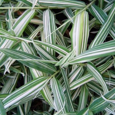 Bambou Pleioblastus fortunei Variegata - Leaderplant
