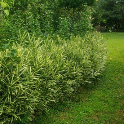 Bambou Pleioblastus fortunei Variegata - Leaderplant